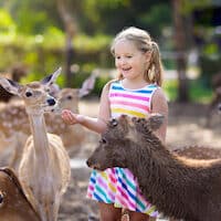 Child Feeding Deer at Petting Zoo
